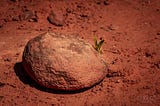 A single rock, with a sprout of green growth behind it, in the dry red ground outside Sedona, Arizona