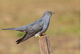 A picture of the extremely rare European Common Cuckoo. birds, rare find,  lifer, interesting find