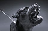 Photo of a Rottweiler with teeth bared as if poised to attack.