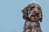 Losing a Pet Is as Painful as Losing a Human