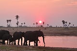A herd of elephants ambling in a pool of water with a pretty pink sunset and the plains in the background.