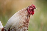 a rooster