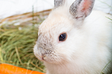 a white rabbit with orange carrots in a basket. Chasing down this rabbit rabbit by nicole wallet