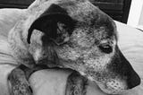 Are you sad your dog is getting older? — A Wandering Pet