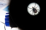 A dead tick lies under a microscope.
