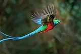 Closeup of a Resplendent Quetzel in flight. This bird has emerald green, scarlet red and cerulean blue feathers, and tail feathers that are three feet long.