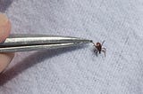 Why Scientists Still Disagree About Lyme Disease