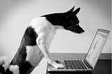 Image of a dog staring into a laptop