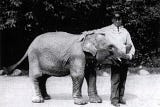 Magician’s disappearing elephant shrouded in mystery