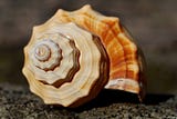 Fibonacci series in BigQuery