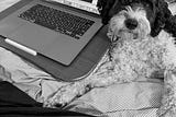 Blogging About Your Job For Fun And (Emotional) Profit.