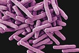 Predicting Drug Resistance in Mycobacterium Tuberculosis Using a Convolutional Network — Paper…