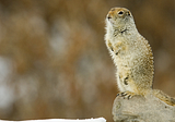 Supercool Hibernation of Arctic Ground Squirrel and Resilience to Brain Damage