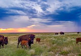Why Resilient Grasslands Are Unsung Heroes in the Fight Against Climate Change