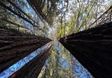 Meditation on a Redwood Tree