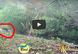 Fishing Cat Spotted in Indonesia?