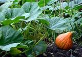 Unlock the Secrets of Companion Planting for a Thriving Vegetable Garden