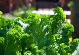 Rethinking the Kale Craze