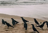 Calling a Murder of Crow Womyn: Calling on Crones Becoming