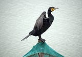 Cormorant