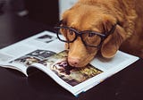 The Things Dogs Teach Us