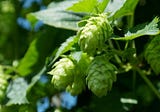 Will a Warming Climate Change the Taste of Beer?