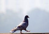 How Pigeons can help us write Algorithms