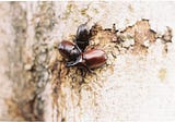 Battling Flea Beetles: Expert Tips to Protect Your Garden’s Greenery