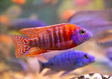 Peacock Cichlid Care Guide 101: Types, Tank Setup And Tank Mates