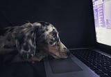 Can Owning a Puppy Make You a Better Developer?