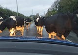 Where I Live We Give Way To Cows