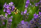 The Hidden Language Between Flowers and Bees