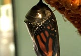 The Last of the Monarch Butterflies in the North