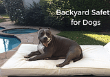 How To Make Sure Your Backyard Is Safe For Your Dog