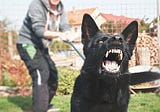 Reno Dog Attack and Understanding Dog Bite Laws in Nevada