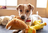 5 Dog Toys and Treats You Didn’t Know You Needed