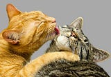 Why Do Cats Groom Each Other? | Purrpetrators