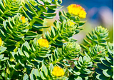 Rhodiola for Depression and Anxiety — How Does it Work?
