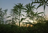 Can hemp industry by-products provide viable animal feed?