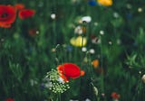 Stolen Flowers