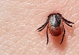 Watch out for Lyme disease: Causes and risks