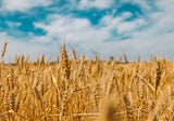 “Wheat Kings” and Pretty Things