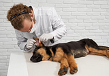The Importance Of Keeping Your Dog’s Ears Clean And Healthy