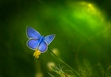 Mystical Flutter: A Butterfly’s Serenade