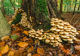 EMERGING TRENDS IN MYCOFORESTRY FOR COMBATING CLIMATE CHANGE
