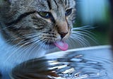 7 Warning Signs Your Cat Is Drinking Too Much Water
