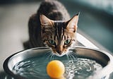 Why Do Cats Dunk Their Toys in Their Water Dishes? | Purrpetrators