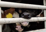 WILL THE GOVERNMENT KEEP ITS PROMISE THIS YEAR BY ENDING THE NIGHTMARE OF LIVE ANIMAL EXPORTS?