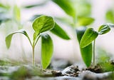 Keep Watering, Grow Strong