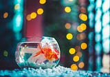 What is Important of Collecting Data on Aquariums?